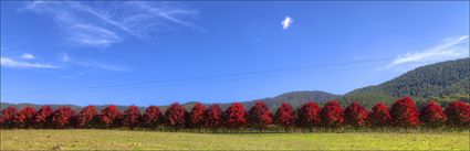 Red Trees - VIC (PBH4 00 13852)
